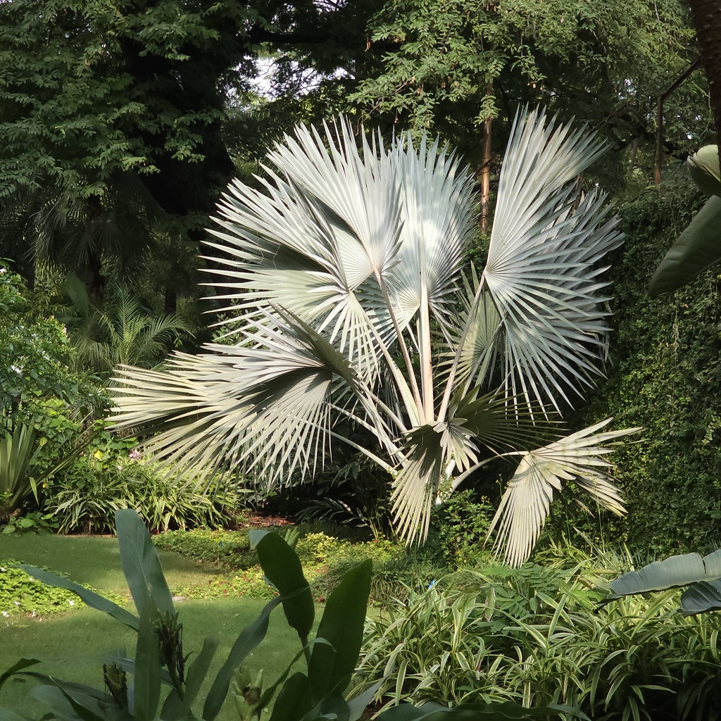 Silver Bismarckia Palm (Bismarckia) |Jagtap Nursery Wholesale